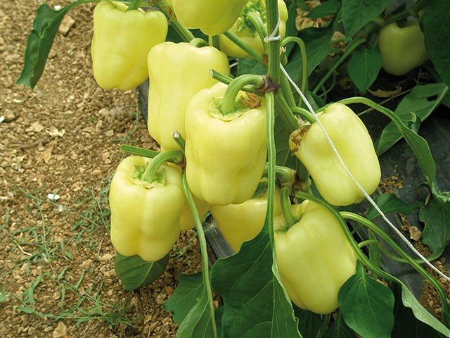 Ведрана F1 штук семена перца