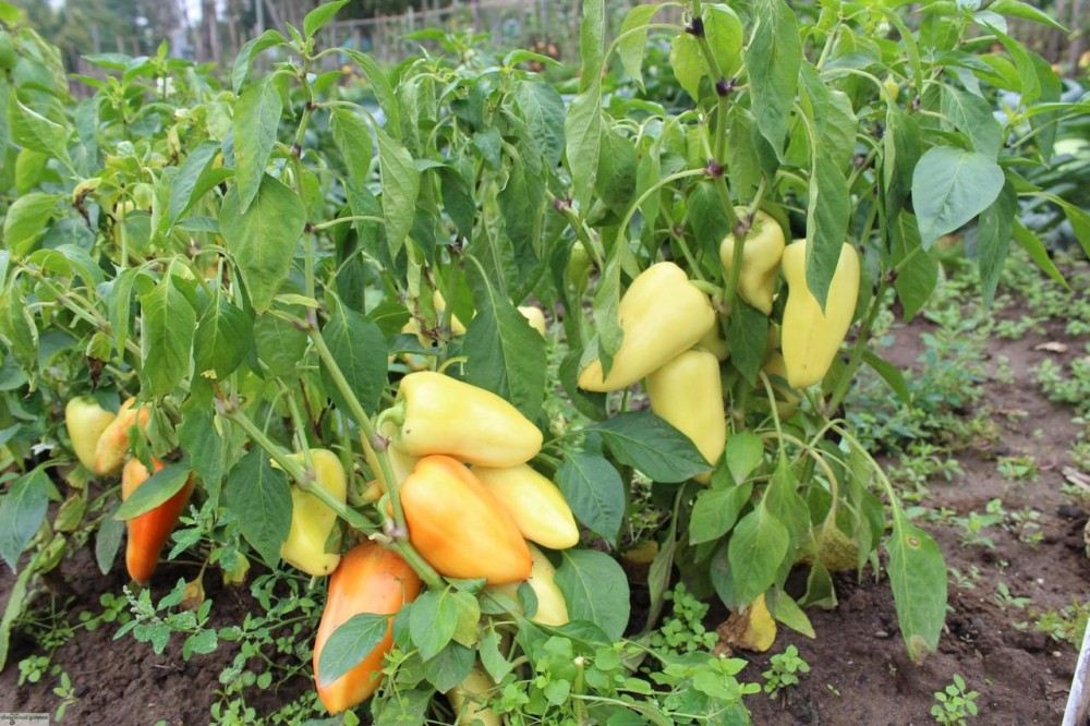 Хаски F1 1000 штук семена сладкого перца