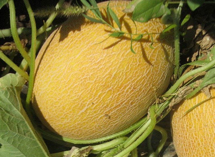 Кредо F1 1000 штук семена дыни