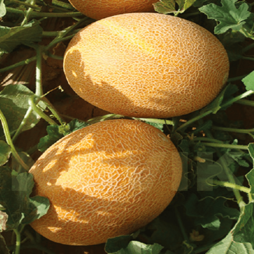 Мануэла (Нево) F1 семена дыни