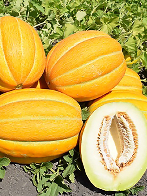 Эфиопка 500 грамм семена дыни