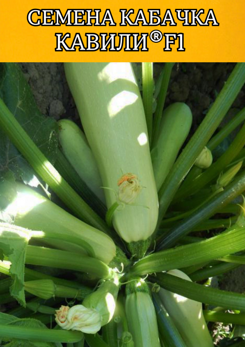 Кавили F1 семена кабачка