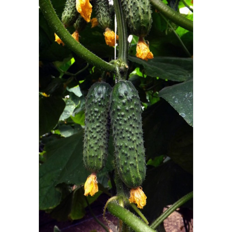 Шкипер F1 семена огурца