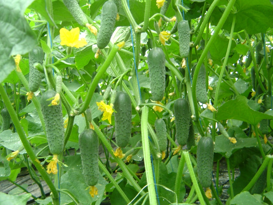 Сигурд F1 500 штук семена огурца