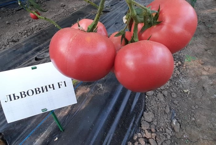 Львович F1 семена томата