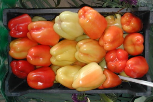 Фламинго F1 семена сладкого перца