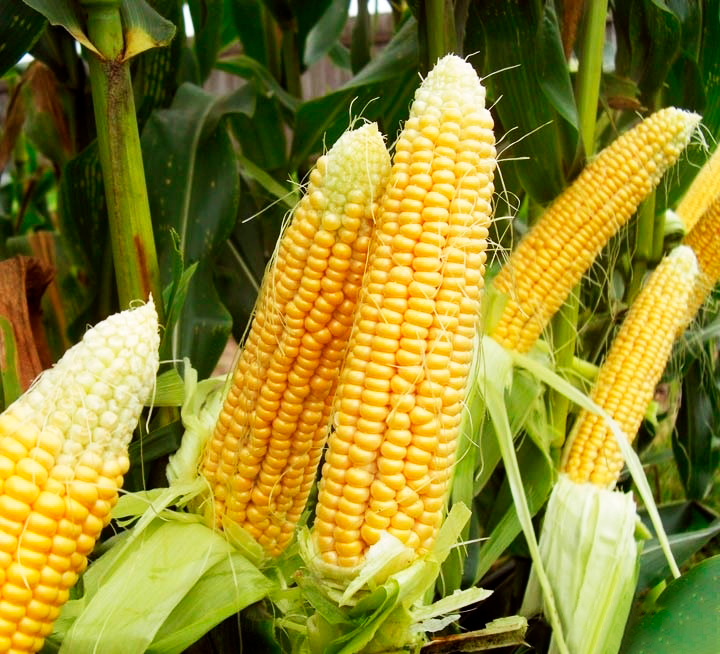 Ноа F1 5000 штук семена сахарной кукурузы