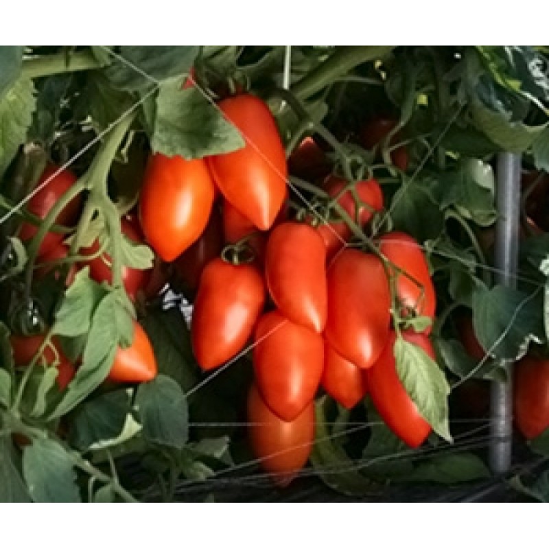 АНЗОР F1 1000 штук семена томата