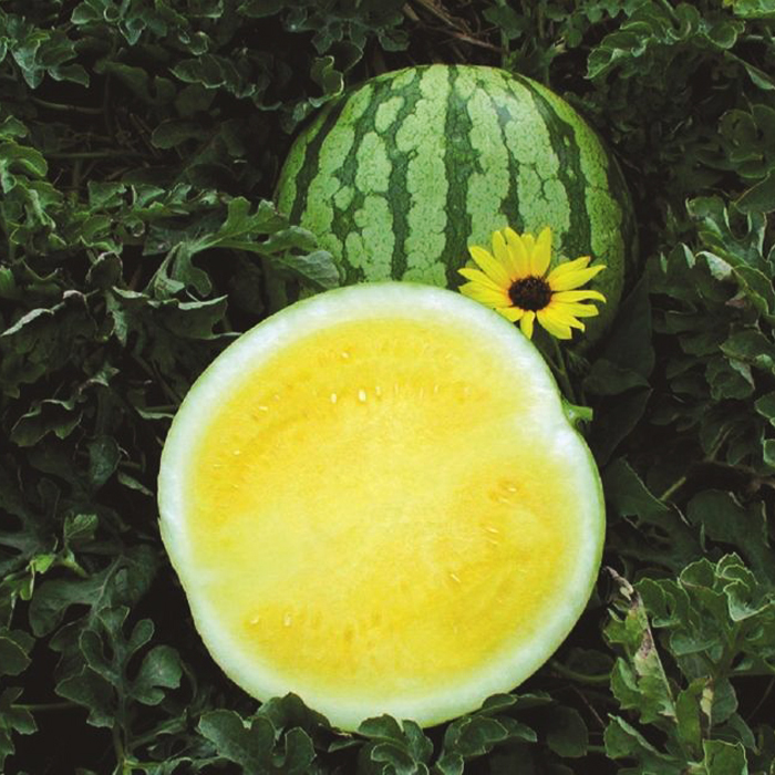 Еллоу Баттеркап F1 1000 штук семена арбуза