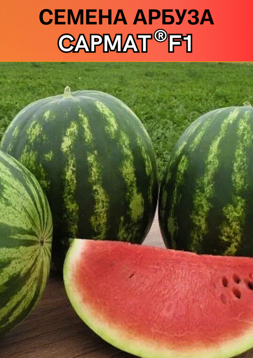 Сармат F1 семена арбуза