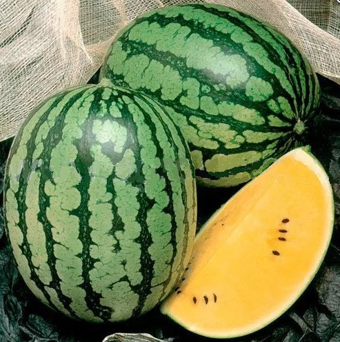 Шампань F1 семена арбуза