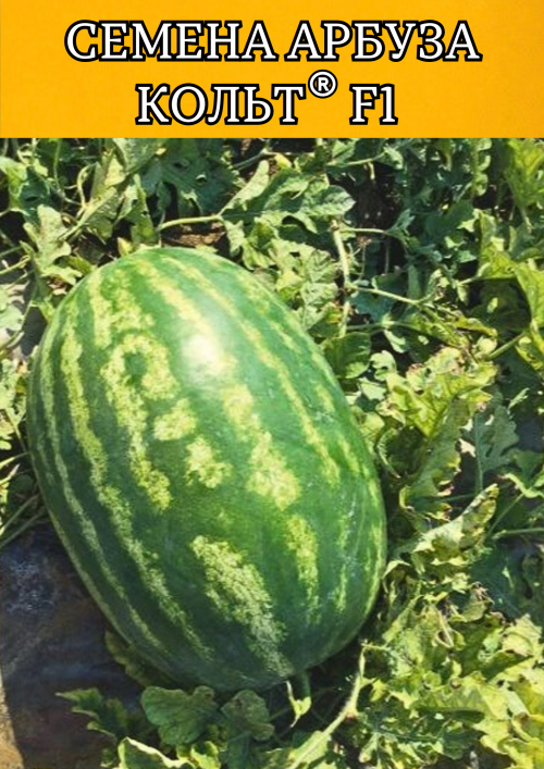 Кольт F1 семена арбуза