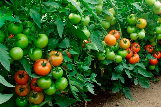 Торбей F1 1000 штук семена томата