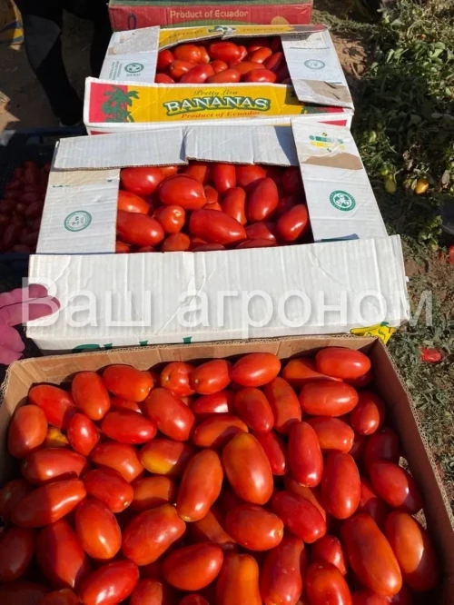 РЕТАНА F1 семена томата сливки