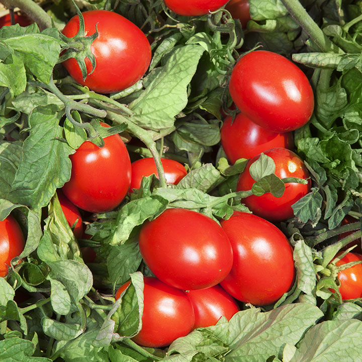 Дерика F1 5000 штук семена томата