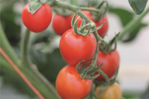 Маунтин Мейджик F1 1000 штук семена томата семена томата