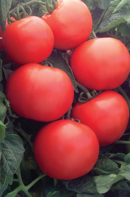 Дебют F1 семена томата