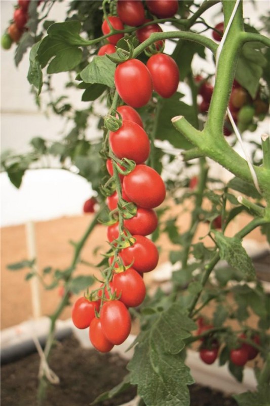 Маунтин Винъярд F1 1000 штук семена томата