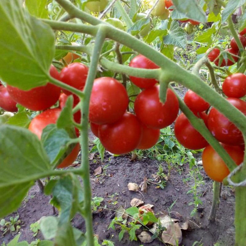 Черри блосэм F1 1000 штук семена томата