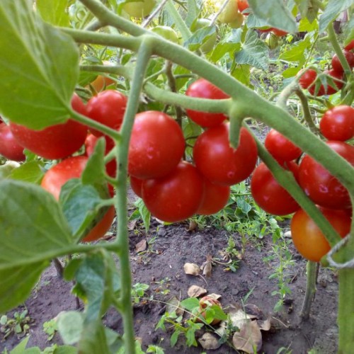 Черри блосэм F1 1000 штук семена томата