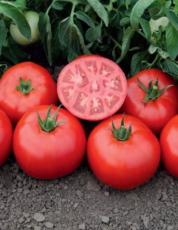 Томск F1 1000 штук семена томата