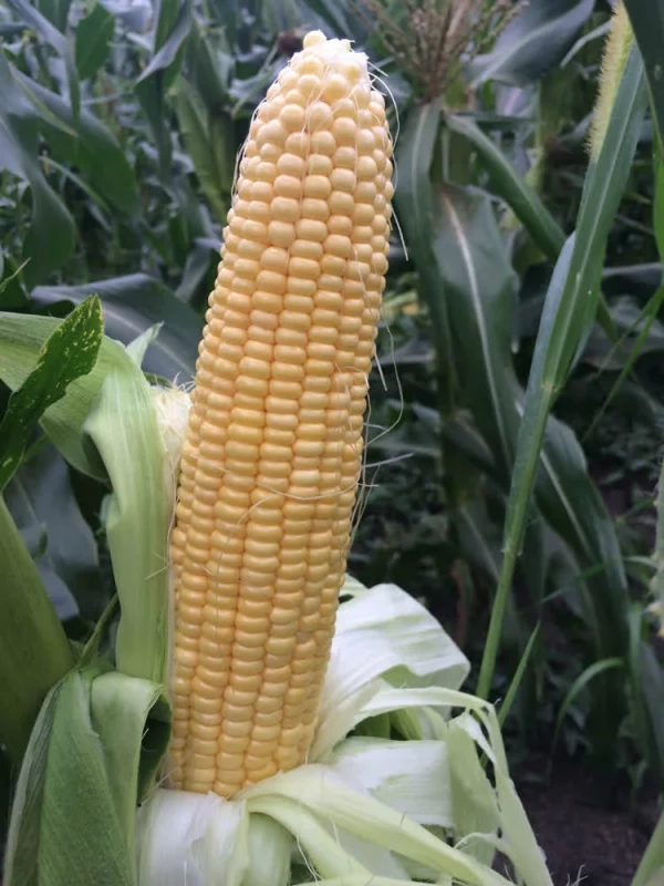 Семена сахарной кукурузы ТЕСТИ ГОЛД F1 5000 с