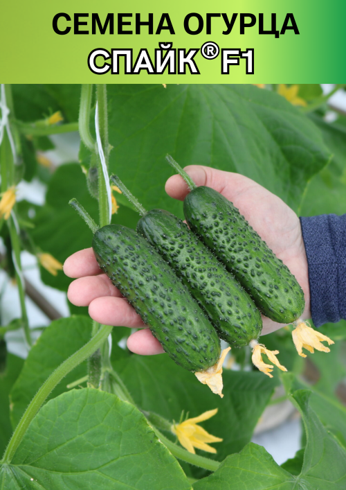 Спайк F1 семена огурца корнишона раннего
