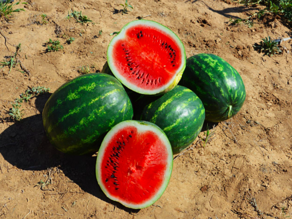 Маристо F1 1000 с семена арбуза