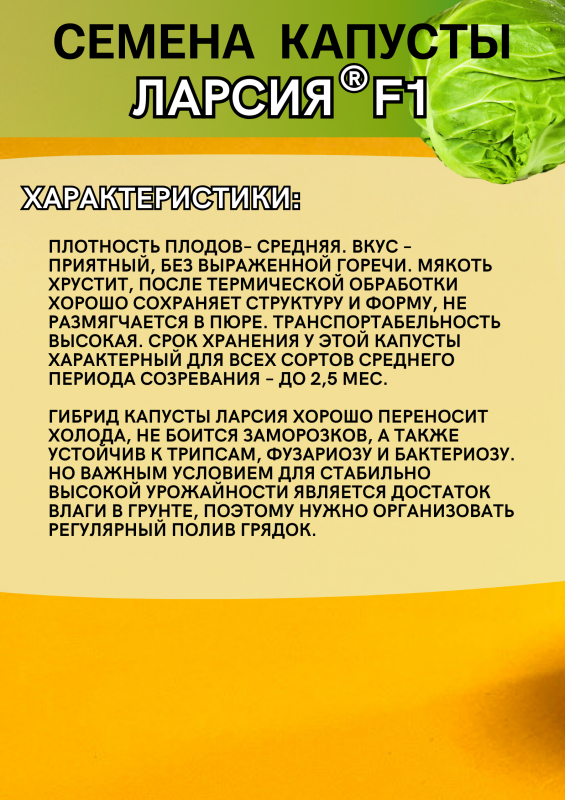 Ларсия F1 2500 штук семена капусты белокочанной