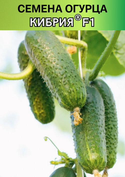 Кибрия F1 семена огурца