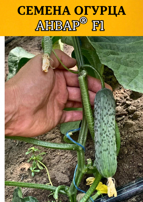 Анвар F1 1000 штук семена огурца
