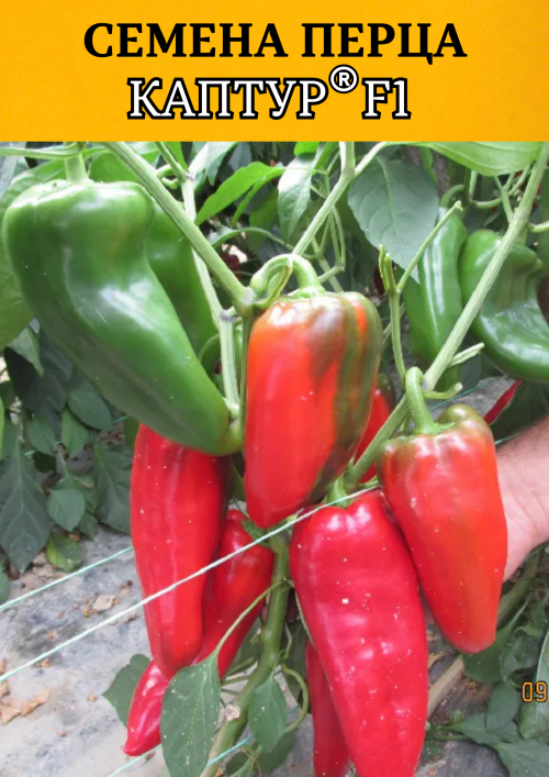 Каптур F1 семена сладкого перца КАПИЯ