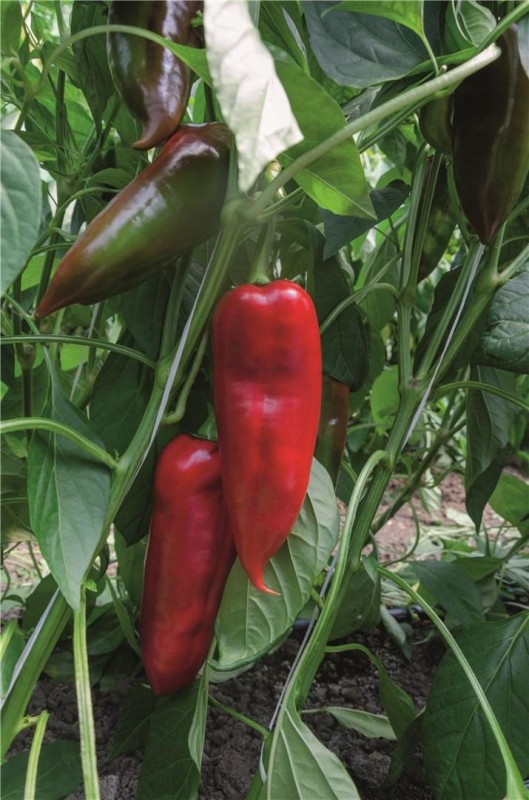 Хан F1 500 штук семена сладкого перца