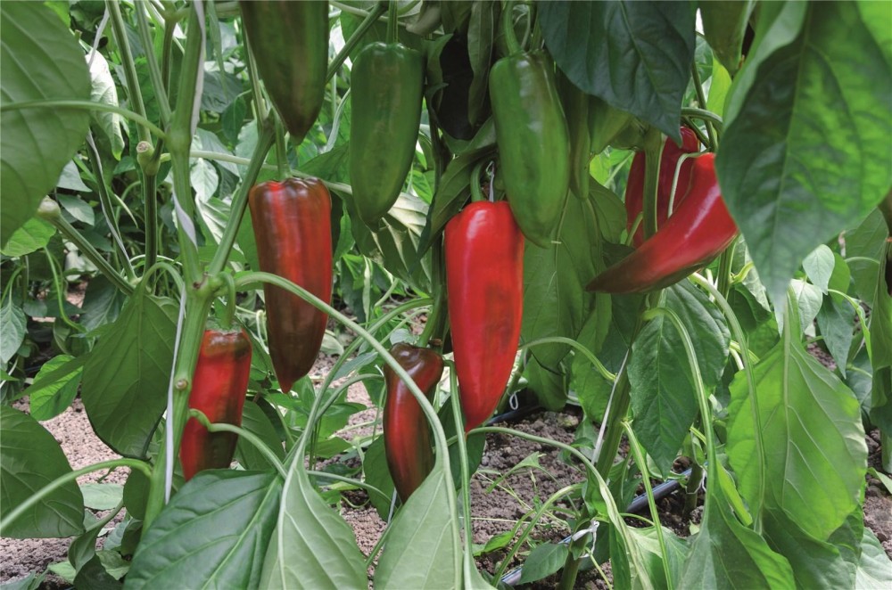 Хан F1 500 штук семена сладкого перца