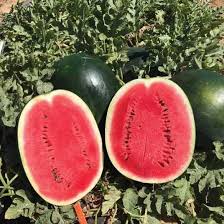 Ромерия F1 1000 штук семена арбуза