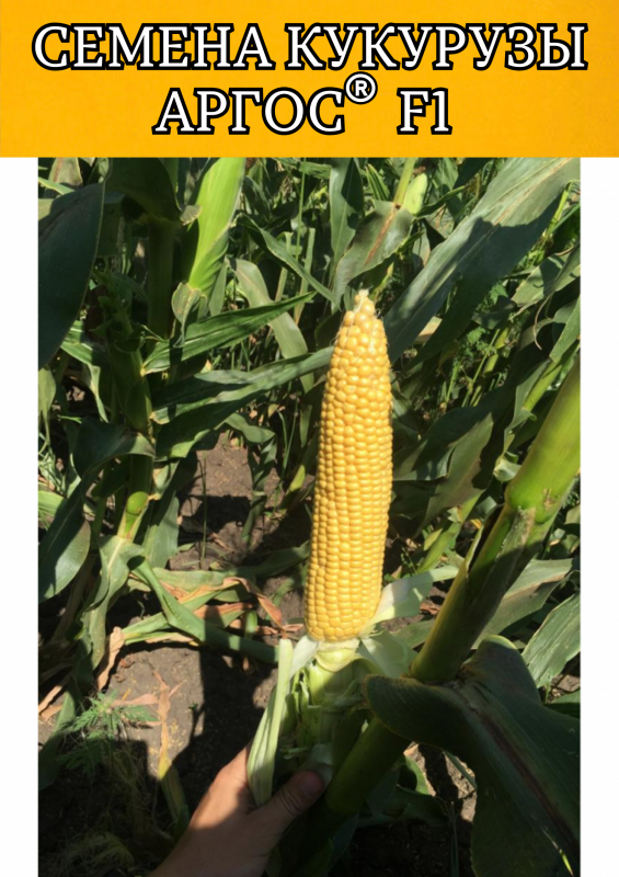 Аргос F1 2500 штук семена сахарной кукурузы