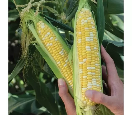 Камберленд F1 5000 штук семена сахарной кукурузы биколор