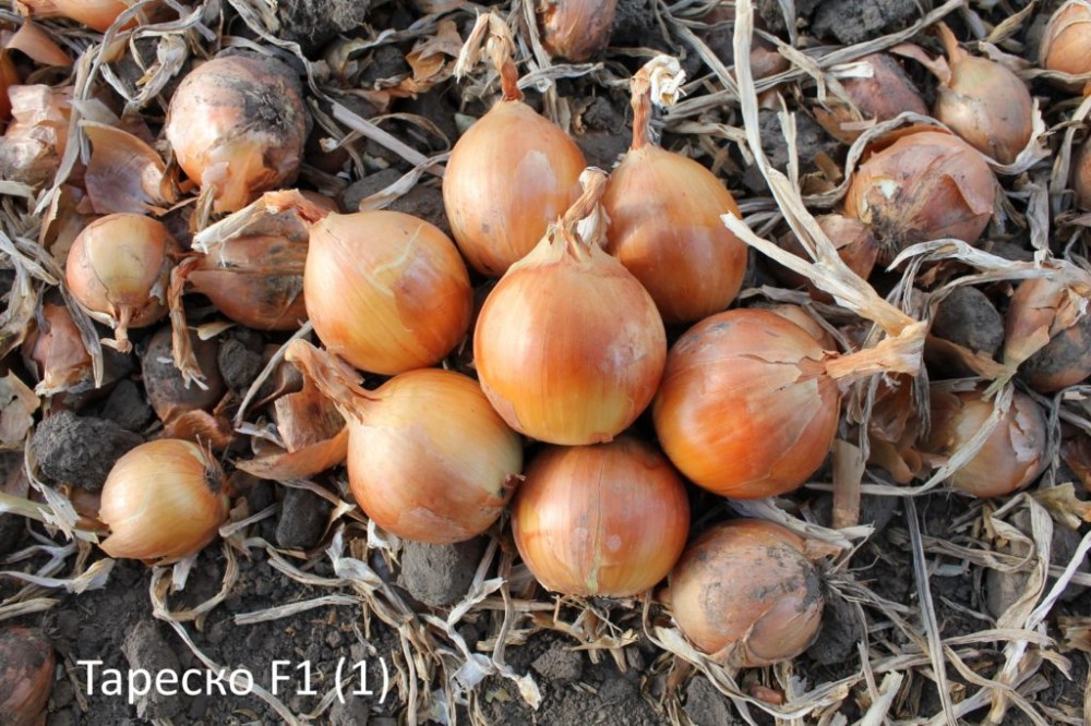 Тареско F1 250 000 штук семена лука