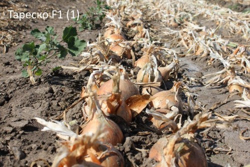 Тареско F1 250 000 штук семена лука