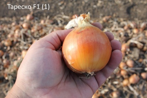Тареско F1 250 000 штук семена лука