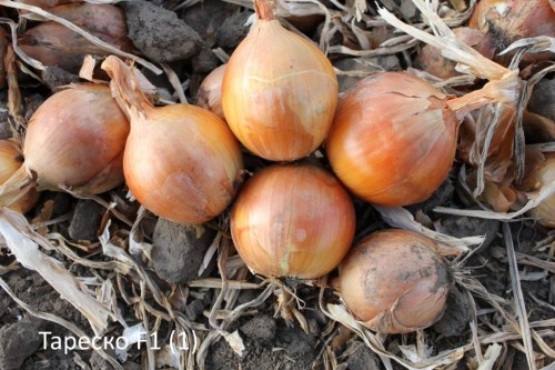 Тареско F1 250 000 штук семена лука