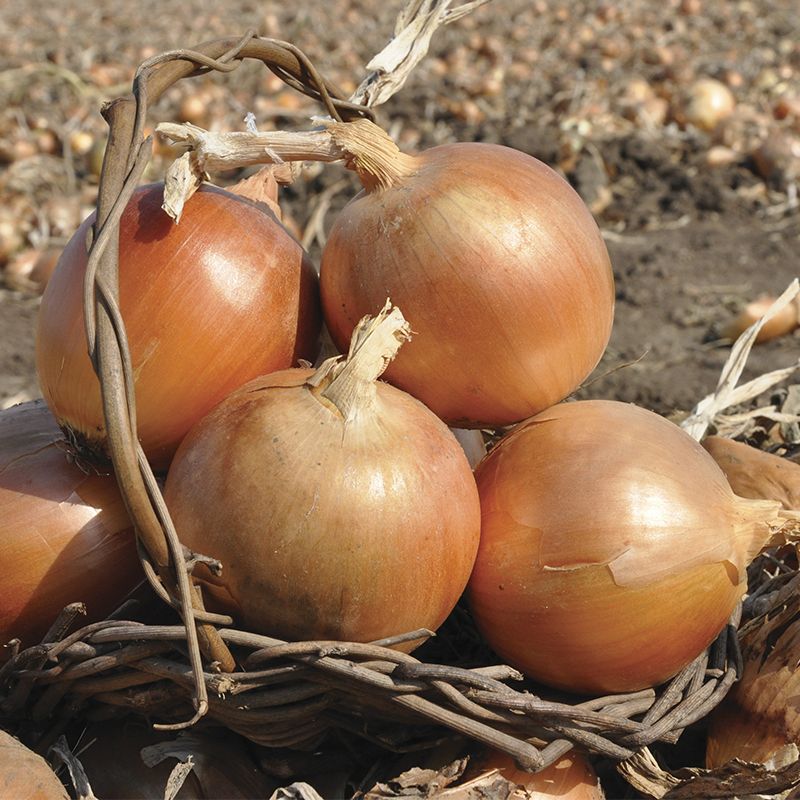 Тареско F1 250 000 штук семена лука