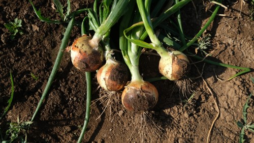 Утреро F1 1 000 000 штук семена лука