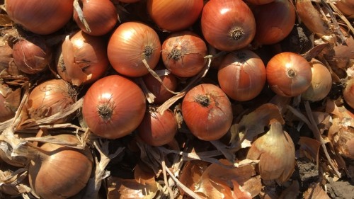 Камперо F1 семена лука