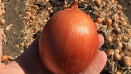 Камперо F1 семена лука