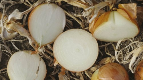 Камперо F1 семена лука