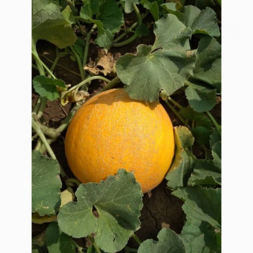 Идиллия Семена дыни F1 500 грамм