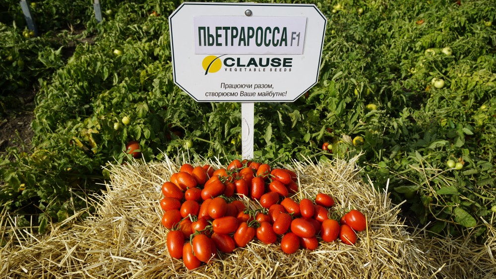 Пьетра Росса F1 семена томата