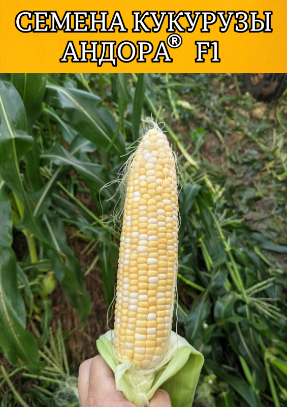 Андора F1 5000 семян семена кукурузы-биколор