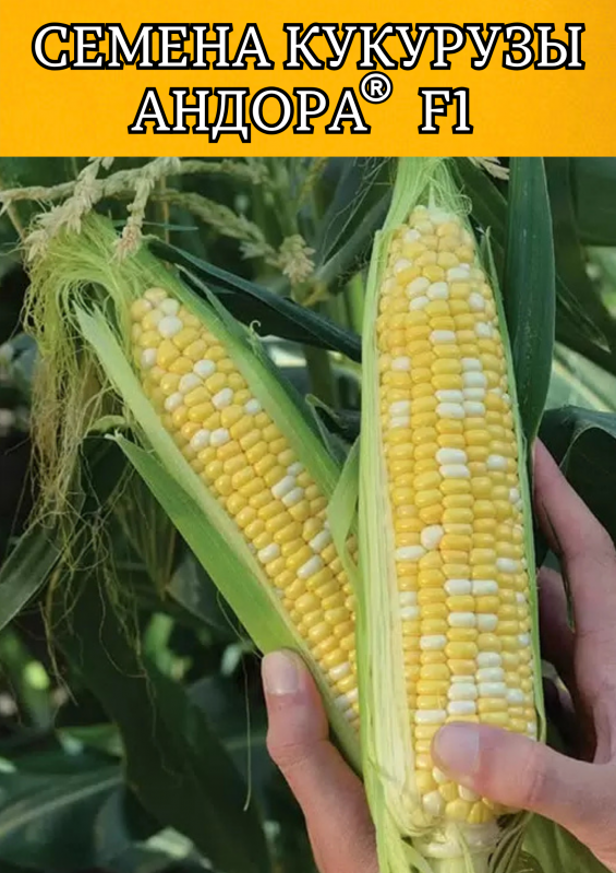 Андора F1 5000 семян семена кукурузы-биколор